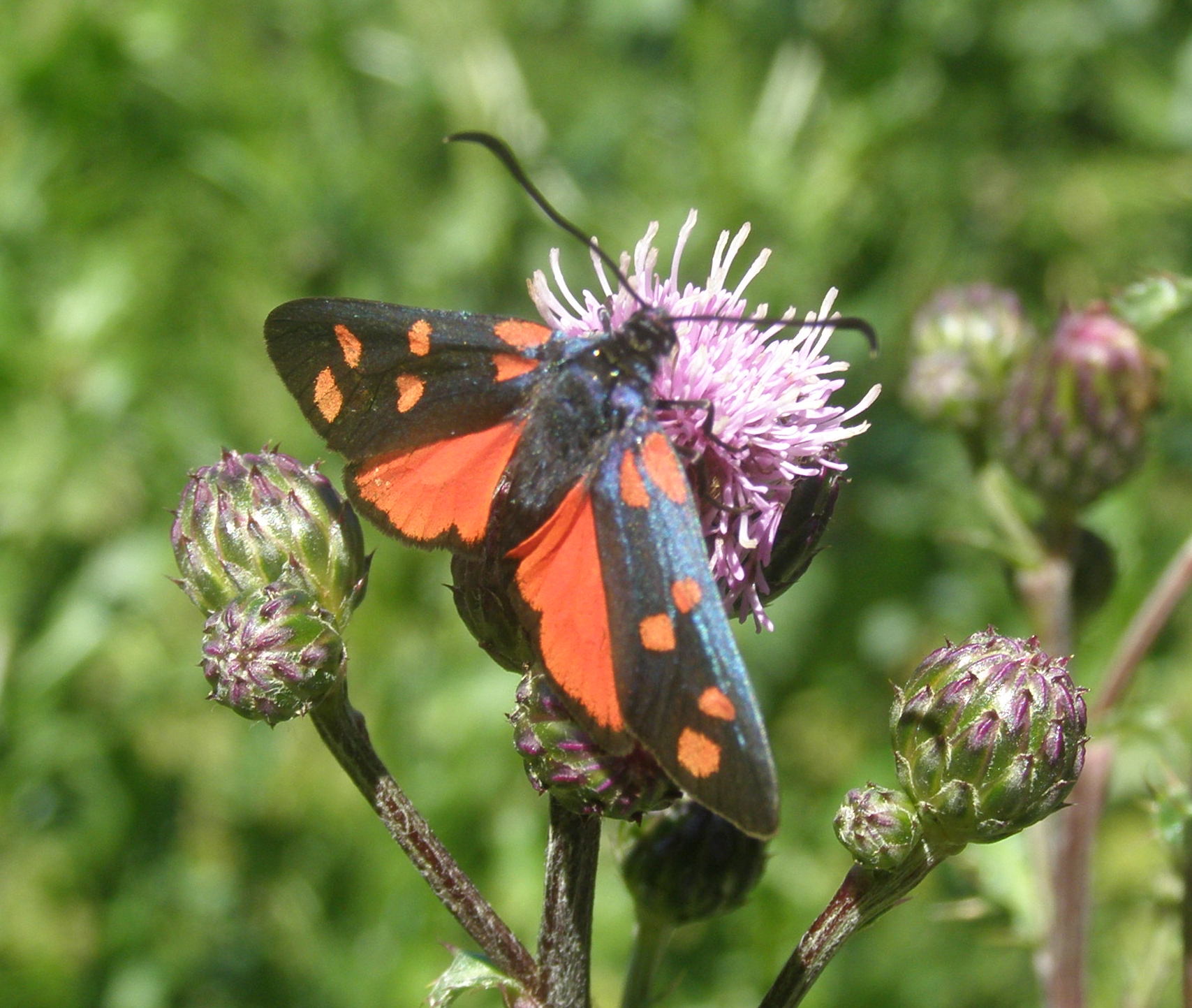 Da det. - Zygaena (Zygaena) transalpina